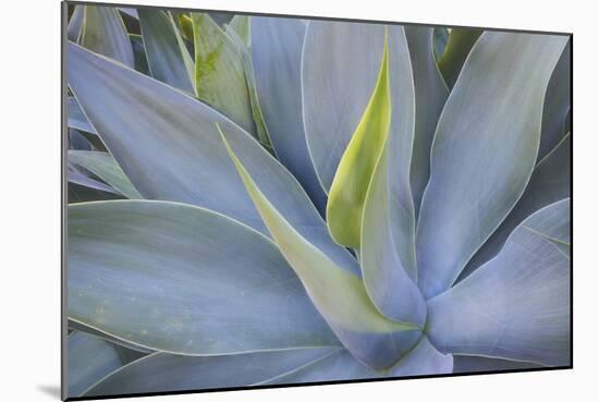 Agave Plants on the Island of Maui-Terry Eggers-Mounted Photographic Print