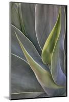 Agave Plants on the Island of Maui-Terry Eggers-Mounted Photographic Print