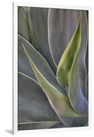 Agave Plants on the Island of Maui-Terry Eggers-Framed Photographic Print