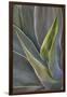 Agave Plants on the Island of Maui-Terry Eggers-Framed Photographic Print