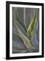 Agave Plants on the Island of Maui-Terry Eggers-Framed Photographic Print