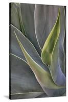 Agave Plants on the Island of Maui-Terry Eggers-Stretched Canvas