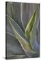 Agave Plants on the Island of Maui-Terry Eggers-Stretched Canvas