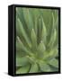 Agave, San Jose Del Cabo, Baja California Sur, Mexico-Rob Tilley-Framed Stretched Canvas