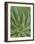 Agave, San Jose Del Cabo, Baja California Sur, Mexico-Rob Tilley-Framed Photographic Print