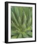 Agave, San Jose Del Cabo, Baja California Sur, Mexico-Rob Tilley-Framed Photographic Print