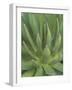 Agave, San Jose Del Cabo, Baja California Sur, Mexico-Rob Tilley-Framed Photographic Print