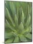 Agave, San Jose Del Cabo, Baja California Sur, Mexico-Rob Tilley-Mounted Photographic Print