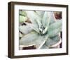 Agave Sebastiana-null-Framed Art Print