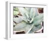 Agave Sebastiana-null-Framed Art Print