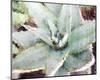 Agave Sebastiana-null-Mounted Art Print