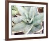 Agave Sebastiana-null-Framed Art Print