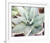 Agave Sebastiana-null-Framed Art Print