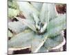 Agave Sebastiana-null-Mounted Art Print