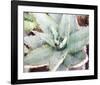 Agave Sebastiana-null-Framed Art Print