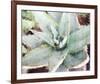 Agave Sebastiana-null-Framed Art Print