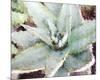 Agave Sebastiana-null-Mounted Art Print