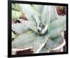 Agave Sebastiana-null-Framed Art Print