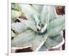 Agave Sebastiana-null-Framed Art Print