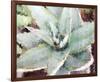 Agave Sebastiana-null-Framed Art Print