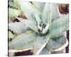 Agave Sebastiana-null-Stretched Canvas