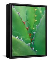 Agave, Sonora Desert Museum, Tucson, Arizona, USA-Rob Tilley-Framed Stretched Canvas