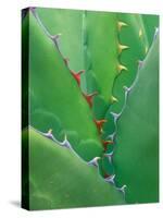 Agave, Sonora Desert Museum, Tucson, Arizona, USA-Rob Tilley-Stretched Canvas