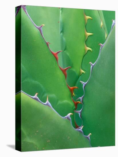 Agave, Sonora Desert Museum, Tucson, Arizona, USA-Rob Tilley-Stretched Canvas