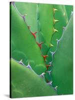 Agave, Sonora Desert Museum, Tucson, Arizona, USA-Rob Tilley-Stretched Canvas