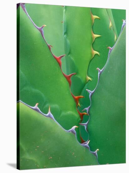 Agave, Sonora Desert Museum, Tucson, Arizona, USA-Rob Tilley-Stretched Canvas