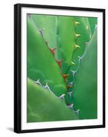 Agave, Sonora Desert Museum, Tucson, Arizona, USA-Rob Tilley-Framed Premium Photographic Print