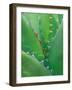 Agave, Sonora Desert Museum, Tucson, Arizona, USA-Rob Tilley-Framed Photographic Print