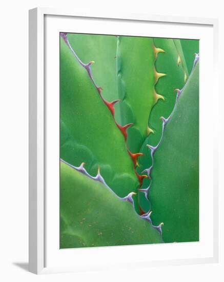 Agave, Sonora Desert Museum, Tucson, Arizona, USA-Rob Tilley-Framed Photographic Print