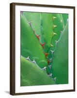 Agave, Sonora Desert Museum, Tucson, Arizona, USA-Rob Tilley-Framed Photographic Print