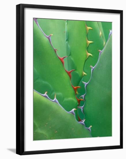 Agave, Sonora Desert Museum, Tucson, Arizona, USA-Rob Tilley-Framed Photographic Print