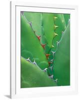 Agave, Sonora Desert Museum, Tucson, Arizona, USA-Rob Tilley-Framed Photographic Print