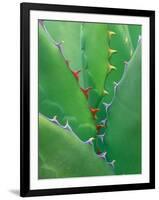 Agave, Sonora Desert Museum, Tucson, Arizona, USA-Rob Tilley-Framed Photographic Print