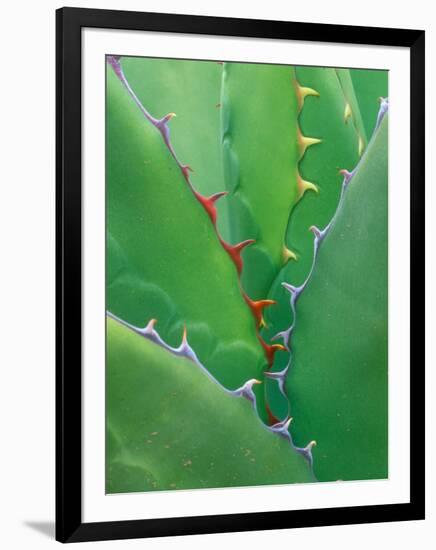 Agave, Sonora Desert Museum, Tucson, Arizona, USA-Rob Tilley-Framed Photographic Print