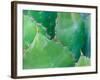 Agave, Sonora Desert Museum, Tucson, Arizona, USA-Rob Tilley-Framed Photographic Print