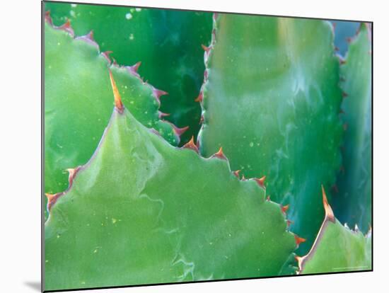 Agave, Sonora Desert Museum, Tucson, Arizona, USA-Rob Tilley-Mounted Photographic Print