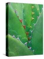 Agave, Sonora Desert Museum, Tucson, Arizona, USA-Rob Tilley-Stretched Canvas