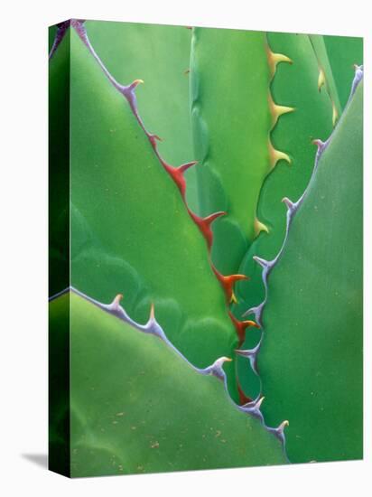 Agave, Sonora Desert Museum, Tucson, Arizona, USA-Rob Tilley-Stretched Canvas