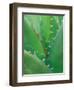 Agave, Sonora Desert Museum, Tucson, Arizona, USA-Rob Tilley-Framed Photographic Print