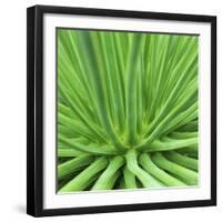 Agave Stricta-Micha Pawlitzki-Framed Premium Photographic Print