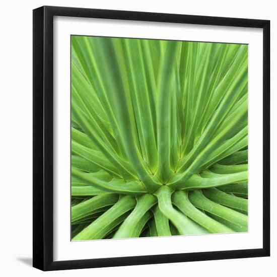 Agave Stricta-Micha Pawlitzki-Framed Premium Photographic Print