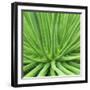 Agave Stricta-Micha Pawlitzki-Framed Premium Photographic Print