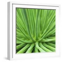 Agave Stricta-Micha Pawlitzki-Framed Premium Photographic Print