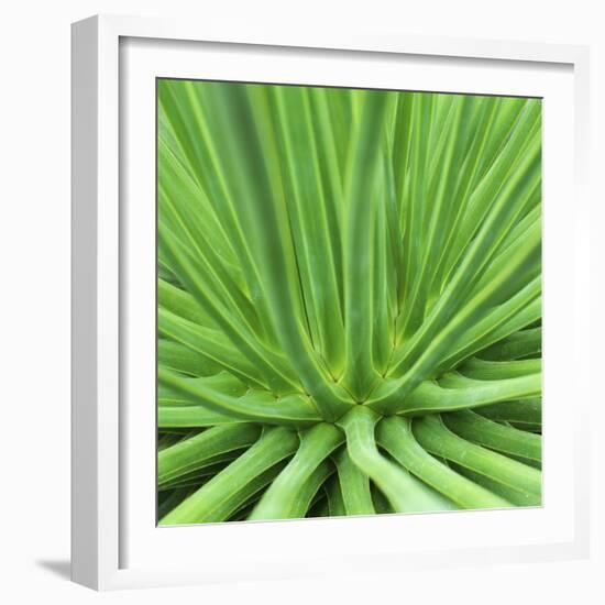 Agave Stricta-Micha Pawlitzki-Framed Premium Photographic Print