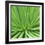 Agave Stricta-Micha Pawlitzki-Framed Photographic Print