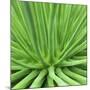 Agave Stricta-Micha Pawlitzki-Mounted Photographic Print